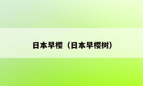 日本早樱（日本早樱树）