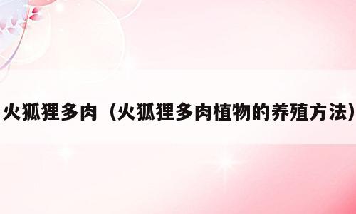 火狐狸多肉（火狐狸多肉植物的养殖方法）