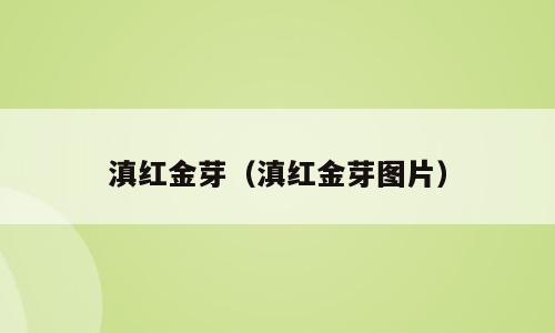 滇红金芽（滇红金芽图片）