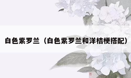 白色紫罗兰（白色紫罗兰和洋桔梗搭配）