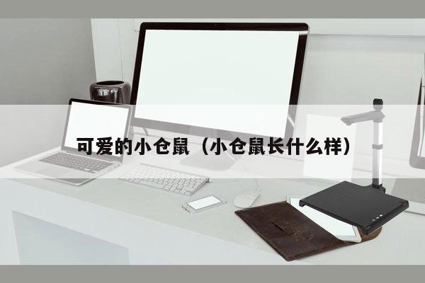 可爱的小仓鼠（小仓鼠长什么样）