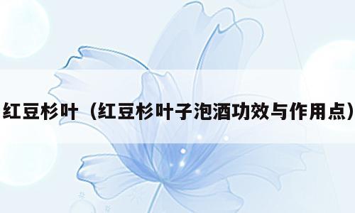 红豆杉叶（红豆杉叶子泡酒功效与作用点）