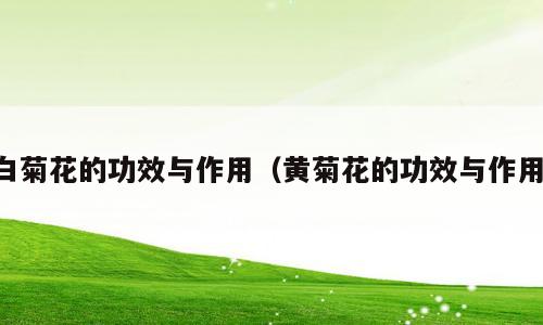白菊花的功效与作用（黄菊花的功效与作用）