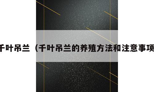 千叶吊兰（千叶吊兰的养殖方法和注意事项）