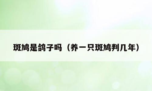 斑鸠是鸽子吗（养一只斑鸠判几年）
