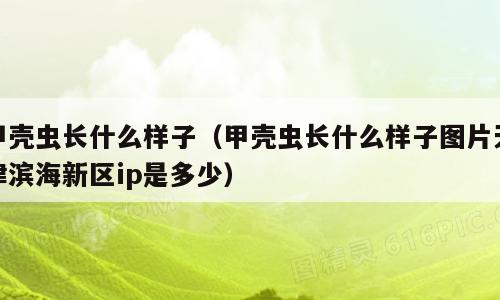 甲壳虫长什么样子（甲壳虫长什么样子图片天津滨海新区ip是多少）
