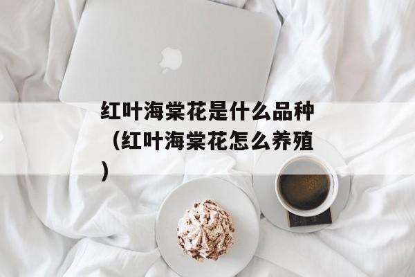 红叶海棠花是什么品种（红叶海棠花怎么养殖)