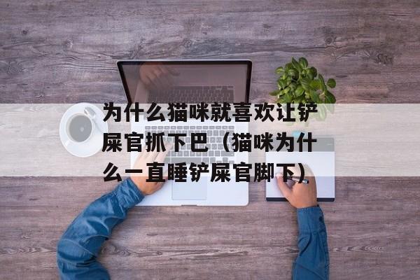 为什么猫咪就喜欢让铲屎官抓下巴（猫咪为什么一直睡铲屎官脚下)