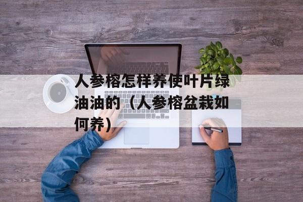 人参榕怎样养使叶片绿油油的（人参榕盆栽如何养)