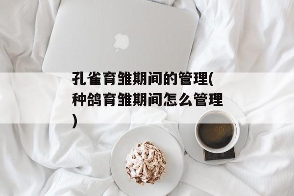 孔雀育雏期间的管理(种鸽育雏期间怎么管理)