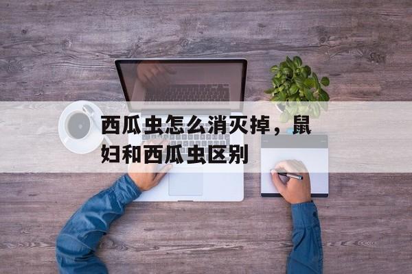 西瓜虫怎么消灭掉，鼠妇和西瓜虫区别