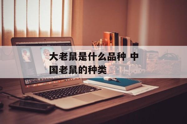 大老鼠是什么品种 中国老鼠的种类