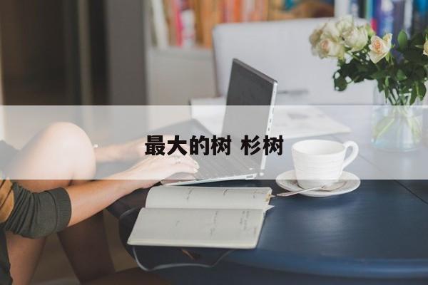 最大的树 杉树